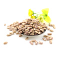 Light Speckled Kidney beans / sugar beans / pinto beans